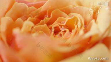 凝固水珠的玫瑰花细节特写实拍